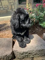 Light Blue Collar Boy, a male Saint Berdoodle for sale in Quinton, OK – 8 of 10