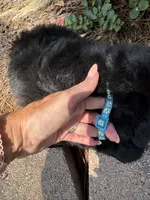 Light Blue Collar Boy, a male Saint Berdoodle for sale in Quinton, OK – 10 of 10