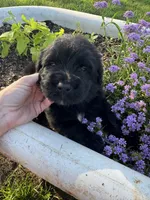 Blue Collar Boy, a male Saint Berdoodle for sale in Quinton, OK – 3 of 7