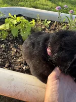Pink Collar Girl, a female Saint Berdoodle for sale in Quinton, OK – 2 of 5