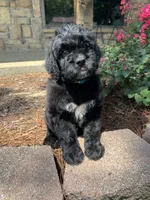 Light Blue Collar Boy, a male Saint Berdoodle for sale in Quinton, OK – 9 of 10