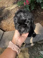 Light Blue Collar Boy, a male Saint Berdoodle for sale in Quinton, OK – 3 of 10