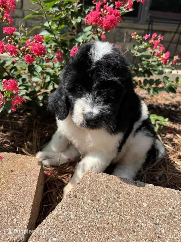 Pink Collar Girl – Saint Berdoodle puppy for sale in Quinton, OK