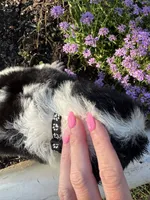 Black Collar Boy , a male Saint Berdoodle for sale in Quinton, OK – 3 of 5