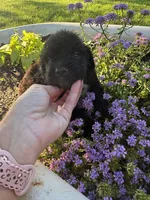 Purple Collar Girl, a female Saint Berdoodle for sale in Quinton, OK – 2 of 7
