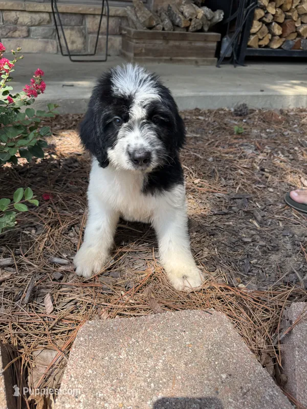 Black Collar Boy  – Saint Berdoodle puppy for sale in Quinton, OK