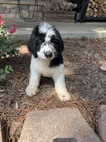 Black Collar Boy , a male Saint Berdoodle for sale in Quinton, OK – 1 of 10