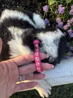 Pink Collar Girl, a female Saint Berdoodle for sale in Quinton, OK – 3 of 8