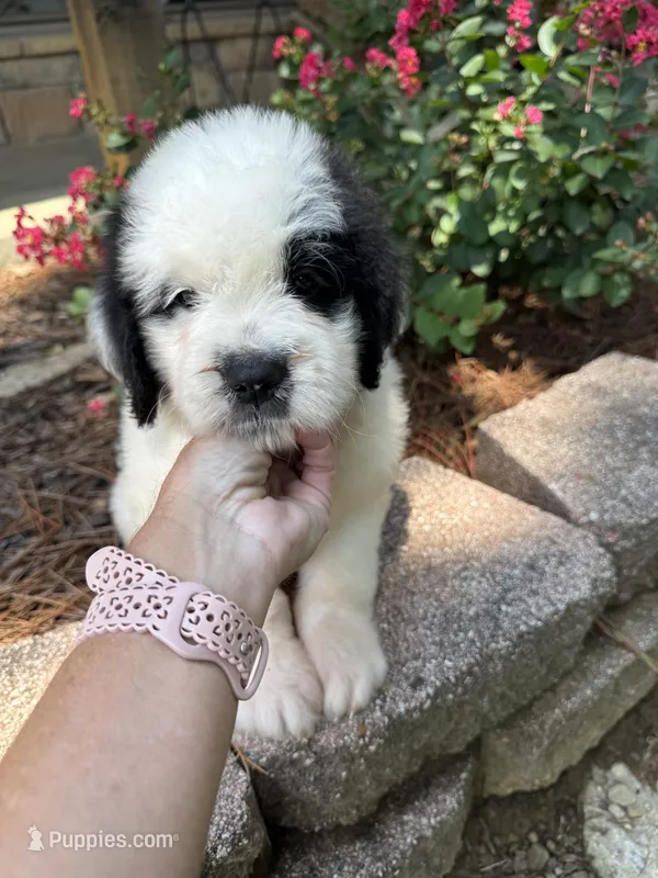 Red Boy  – Saint Berdoodle puppy for sale in Quinton, OK