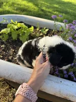 Black Collar Boy , a male Saint Berdoodle for sale in Quinton, OK – 4 of 5
