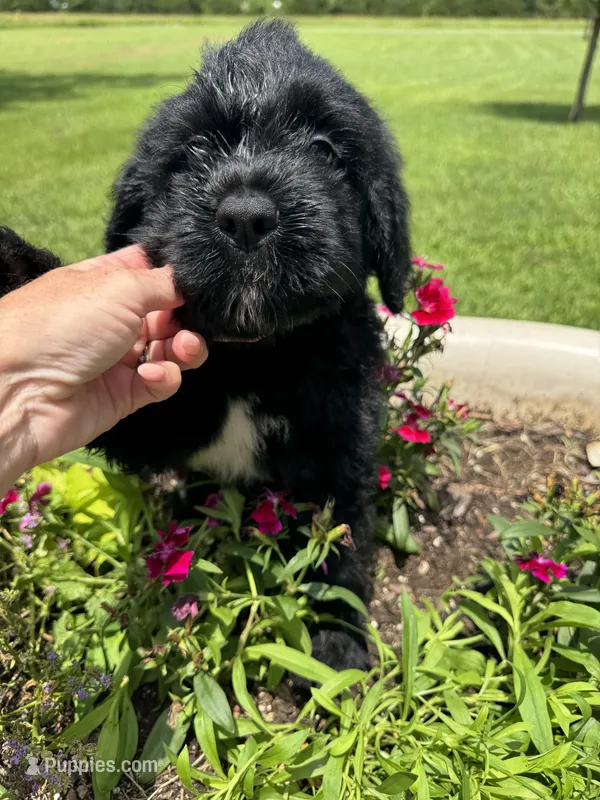 Dark Blue Collar Boy – Saint Berdoodle puppy for sale in Quinton, OK