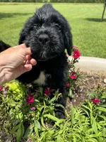 Dark Blue Collar Boy, a male Saint Berdoodle for sale in Quinton, OK – 1 of 4