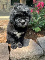 Light Blue Collar Boy, a male Saint Berdoodle for sale in Quinton, OK – 4 of 10