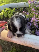 Orange Collar Boy, a male Saint Berdoodle for sale in Quinton, OK – 5 of 10