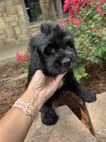 Dark Blue Collar Boy, a male Saint Berdoodle for sale in Quinton, OK – 2 of 4