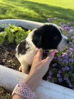 Black Collar Boy , a male Saint Berdoodle for sale in Quinton, OK – 1 of 5