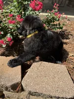 Yellow Collar Girl, a female Saint Berdoodle for sale in Quinton, OK – 6 of 8