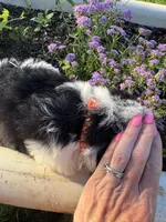 Orange Collar Boy, a male Saint Berdoodle for sale in Quinton, OK – 10 of 10