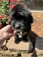 Yellow Collar Girl, a female Saint Berdoodle for sale in Quinton, OK – 4 of 8