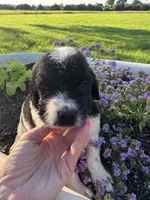 Pink Collar Girl, a female Saint Berdoodle for sale in Quinton, OK – 7 of 8