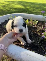 Red Boy , a male Saint Berdoodle for sale in Quinton, OK – 3 of 4