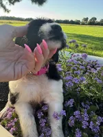 Pink Collar Girl, a female Saint Berdoodle for sale in Quinton, OK – 5 of 8