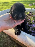 Pink Collar Girl, a female Saint Berdoodle for sale in Quinton, OK – 5 of 5