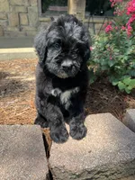 Light Blue Collar Boy, a male Saint Berdoodle for sale in Quinton, OK – 1 of 10