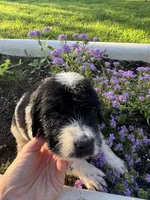Pink Collar Girl, a female Saint Berdoodle for sale in Quinton, OK – 2 of 8