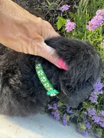 Green Collar Boy, a male Saint Berdoodle for sale in Quinton, OK – 5 of 7