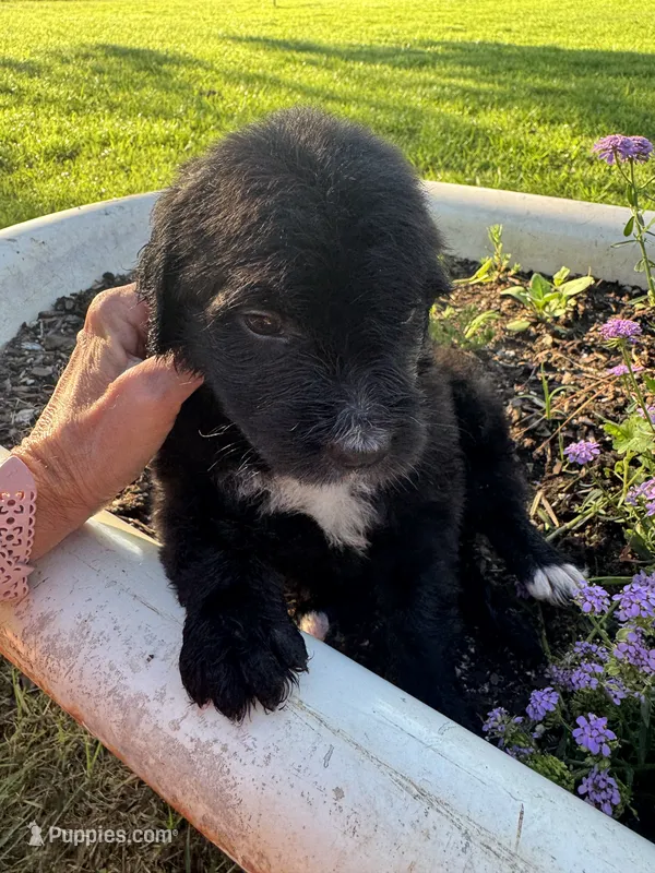 Pink Collar Girl – Saint Berdoodle puppy for sale in Quinton, OK