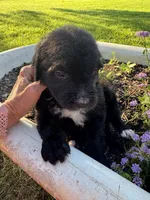 Pink Collar Girl, a female Saint Berdoodle for sale in Quinton, OK – 1 of 5