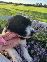 Pink Collar Girl, a female Saint Berdoodle for sale in Quinton, OK – 6 of 8