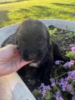 Green Collar Boy, a male Saint Berdoodle for sale in Quinton, OK – 3 of 7