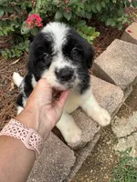 Black Collar Boy , a male Saint Berdoodle for sale in Quinton, OK – 5 of 10