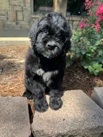 Light Blue Collar Boy, a male Saint Berdoodle for sale in Quinton, OK – 2 of 10