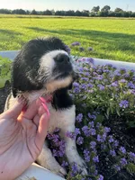 Pink Collar Girl, a female Saint Berdoodle for sale in Quinton, OK – 4 of 8
