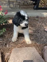 Black Collar Boy , a male Saint Berdoodle for sale in Quinton, OK – 2 of 10