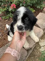 Black Collar Boy , a male Saint Berdoodle for sale in Quinton, OK – 8 of 10