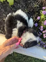 Pink Collar Girl, a female Saint Berdoodle for sale in Quinton, OK – 8 of 8