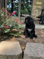 Light Blue Collar Boy, a male Saint Berdoodle for sale in Quinton, OK – 2 of 10