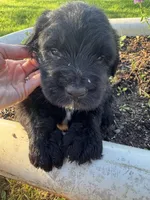 Blue Collar Boy, a male Saint Berdoodle for sale in Quinton, OK – 4 of 7