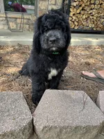 Green Collar Boy, a male Saint Berdoodle for sale in Quinton, OK – 1 of 10