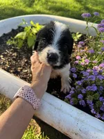 Black Collar Boy , a male Saint Berdoodle for sale in Quinton, OK – 5 of 5