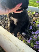 Pink Collar Girl, a female Saint Berdoodle for sale in Quinton, OK – 4 of 5