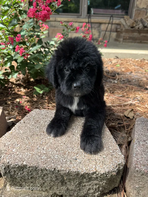 Purple Collar Girl – Saint Berdoodle puppy for sale in Quinton, OK