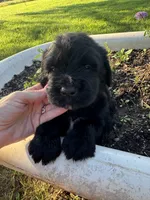 Blue Collar Boy, a male Saint Berdoodle for sale in Quinton, OK – 6 of 7