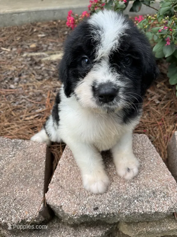 Black Collar Boy  – Saint Berdoodle puppy for sale in Quinton, OK