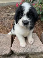 Black Collar Boy , a male Saint Berdoodle for sale in Quinton, OK – 3 of 10