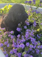 Purple Collar Girl, a female Saint Berdoodle for sale in Quinton, OK – 5 of 7